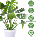 Spiritlele 5 Pcs Green Plant Stem Support Holder Set Monstera Plant Support Clamp Growth Accessories for Indoor Plants Small