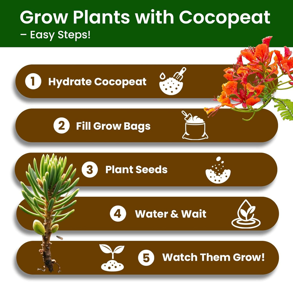 5 Pack Bonsai Tree Kit - Unique Gardening Gift Set for Plant Lovers | Complete Japanese Bonsai Starter Kit with Seeds, Tools & Planters | Ideal Christmas, Birthday Gifts for Women & Men