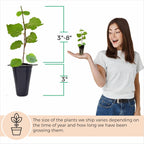 Mulberry Illinois Everbearing Plant (4 Pack) | Real Live Fruit Plants for Sale| Easy to Grow Live Plants for Organic Gardens | Organic Landscaping, and Indoor or Outdoor Planting.