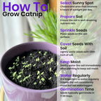 NatureZ Edge Catnip Seeds for Planting, 2.6 Grams, 4400+ Herb Seeds, Indoor or Outdoor Growing, Your Cat Will Love Them, Non-GMO