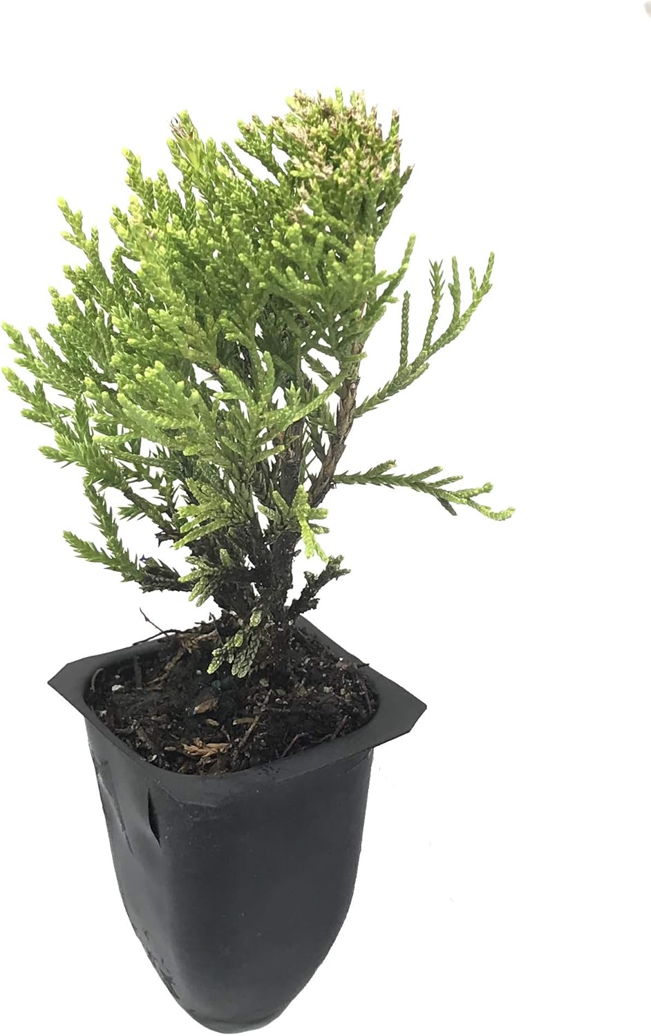 Sea Green Juniper - 20 Live Plants - Juniperus Chinensis - Hardy Evergreen Privacy Screen
