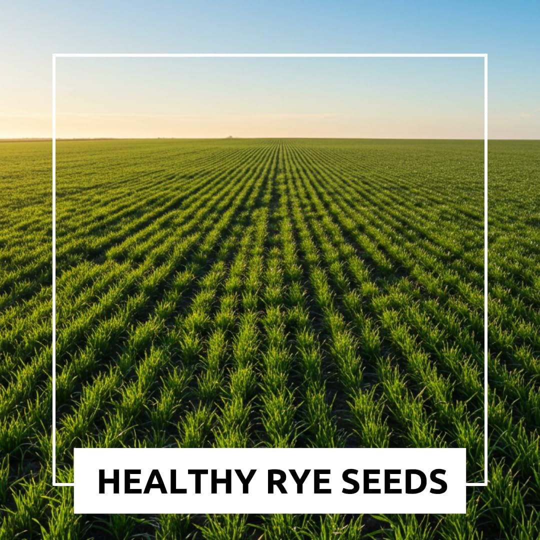Rye Grass Seed - Fast Growing and Hardy Grass, Cover Crop, Food Plot. Grazing Pasture Seeds (5 Pounds)