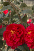 Kramers' Camellia, Live Flowering Shrub, 1 Gallon, Rosy-Red Blooms, Dark Green Foliage