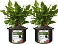 2-Pack 50 Gallon Plant Grow Bags, Thickened Nonwoven Fabric Pots with Handles,Durable Garden Planters Aeration Gardening Container to for Plants, Vegetables, and Flowers