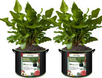 2-Pack 50 Gallon Plant Grow Bags, Thickened Nonwoven Fabric Pots with Handles,Durable Garden Planters Aeration Gardening Container to for Plants, Vegetables, and Flowers