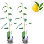 Lemon Eucalyptus (Corymbia citriodora) Live Plant - Fragrant Indoor/Outdoor Plant with Natural Insect Repellent Citronella Oil (2 eucal-Lemon sacs)