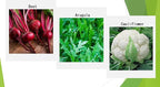 Premium Winter Vegetable Seeds Collection for Planting Organic Non-GMO Heirloom Seeds Radish, Pea, Broccoli, Beet, Carrot, Cauliflower, Green Bean, Kale, Arugula, Gardner and Chef Favorites