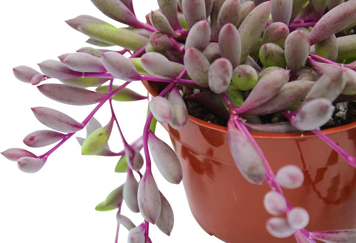 Live Succulent 4" Othonna Capensis Ruby Necklace, Succulents Plants Live, Succulent Plants Fully Rooted, House Plant for Home Office Decoration, DIY Projects, Party Favor Gift by The Succulent Cult