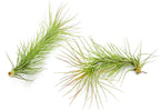 ragnaroc Air Plants - Tillandsia Funckiana, Large 5" - 2ct - Live Arrival Guaranteed - House Plants for Home Decor & Gift