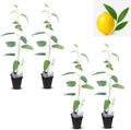 Lemon Eucalyptus (Corymbia citriodora) Live Plant - Fragrant Indoor/Outdoor Plant with Natural Insect Repellent Citronella Oil (4 eucal-Lemon sacs)
