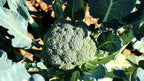 Vegetable, Flower, & Herb Seed Set - 10 Varieties of Non-GMO Heirloom Premium Seeds for Planting - Rutger Tomato, Kale, Onion, and More!