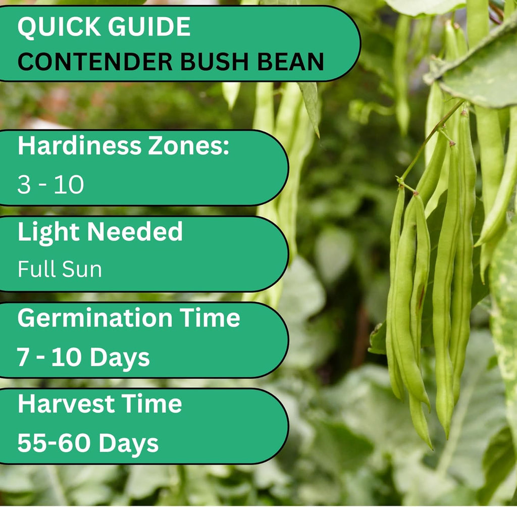 Woods Creek Seeds: Contender Bush Bean Seeds for Planting - Non-GMO Green Bean Seeds for Planting - Tender Stringless Variety - USA Grown Heirloom Bush Beans Vegetable Seed for Outdoors and Indoors