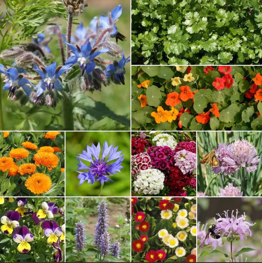 Ferry-Morse Edible Flower Mix Bulk Flower Seeds, 1lb
