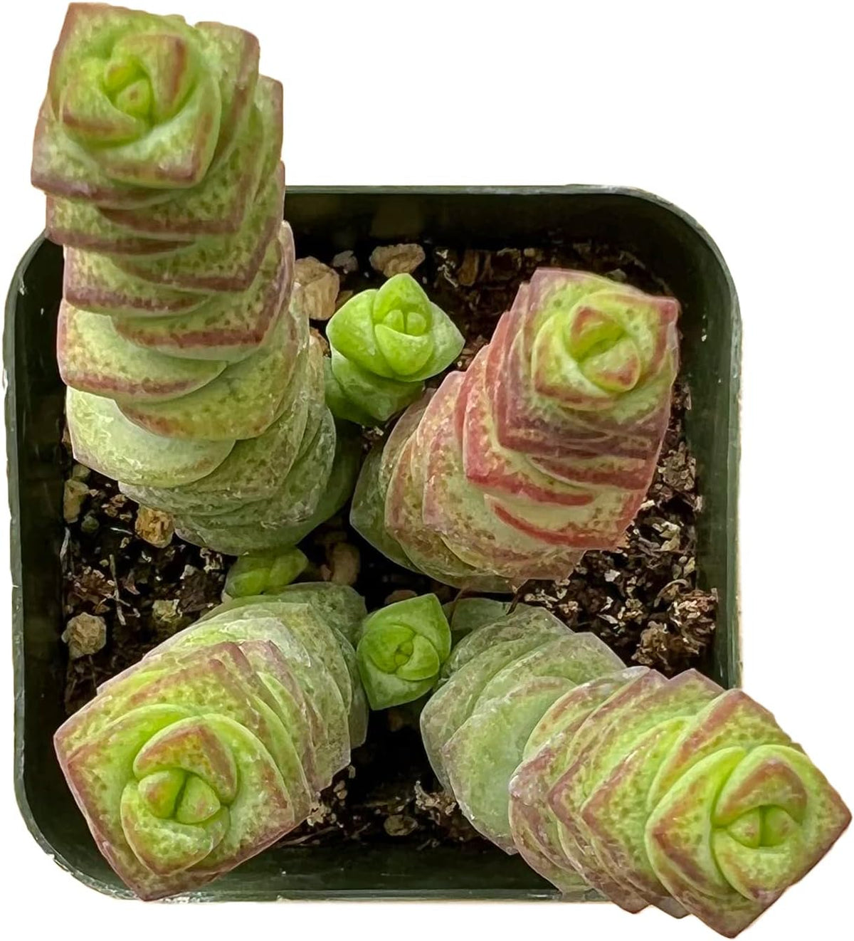 Sprout N Green 2" Crassula Baby's Necklace, Live Trailing Succulent Fully Rooted in Pots, Rare House Plant for Home Office Wedding Hanging Decoration, DIY Projects, Party Favor