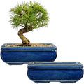 Succulent Planters Bonsai Pots for Live Bonsaii Trees Set of 2, 8.7" Large Ceramic Shallow Pot for Succulents Indoor with Drainage Hole, Outdoor Cactus Plant Bonsai Pots, Ceramic Flower Pot