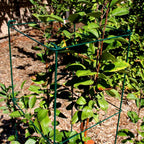Green Square Folding Tomato Cage Plant Support Stake Tower 12 inch by 46 inch, Pack of 10 Sets