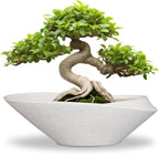 Bonsai Tree Pot - 12 Inch Ceramic Planter with Drainage Hole, Modern Succulent Pots for Indoor & Outdoor, Decorative Planter for Home Decor, Plant Lover Gifts, White-Black