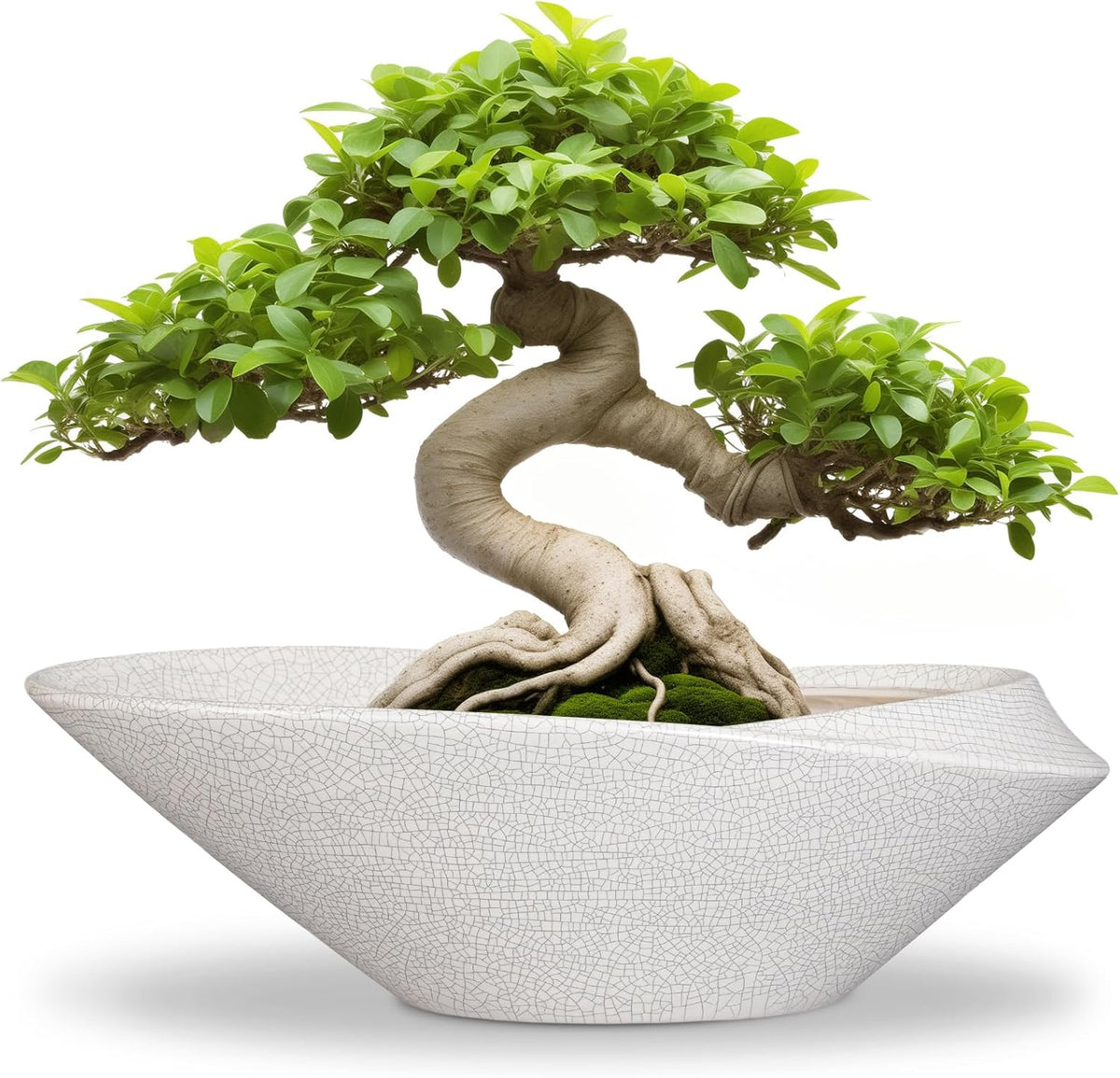 Bonsai Tree Pot - 12 Inch Ceramic Planter with Drainage Hole, Modern Succulent Pots for Indoor & Outdoor, Decorative Planter for Home Decor, Plant Lover Gifts, White-Black