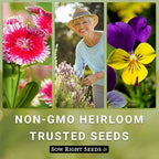 Sow Right Seeds - Balsam Tom Thumb Mix Flower Seeds for Planting - Indoors or Outdoors - Non-GMO Heirloom Packet with Instructions to Plant in Your Garden - Impatiens - Colorful Blooms (1)