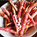Vermont Cranberry Shell Bean Seeds - 20 Large Bean Seeds - Marde Ross & Company ®