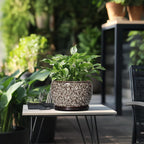 SQOWL Ceramic Planter - 8 inch Plant Pot Indoor with Drainage Hole and Plant Saucer, Round Ceramic Flower Pots Outdoor, Decorative Modern Planter, Office Kitchen Decor, Gifts for Women Men, White