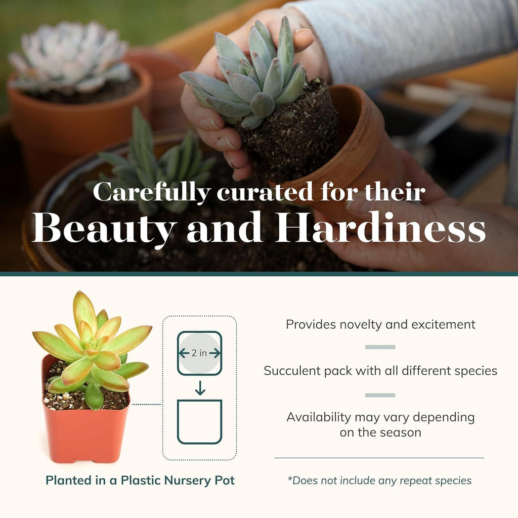 Shop Succulents Unique Succulent Plant Pack Collection - Live Mini Succulent Plants, Low Maintenance, Exceptional Colors & Textures - Wedding and Party Favors, Gift & Garden, Pack of 20
