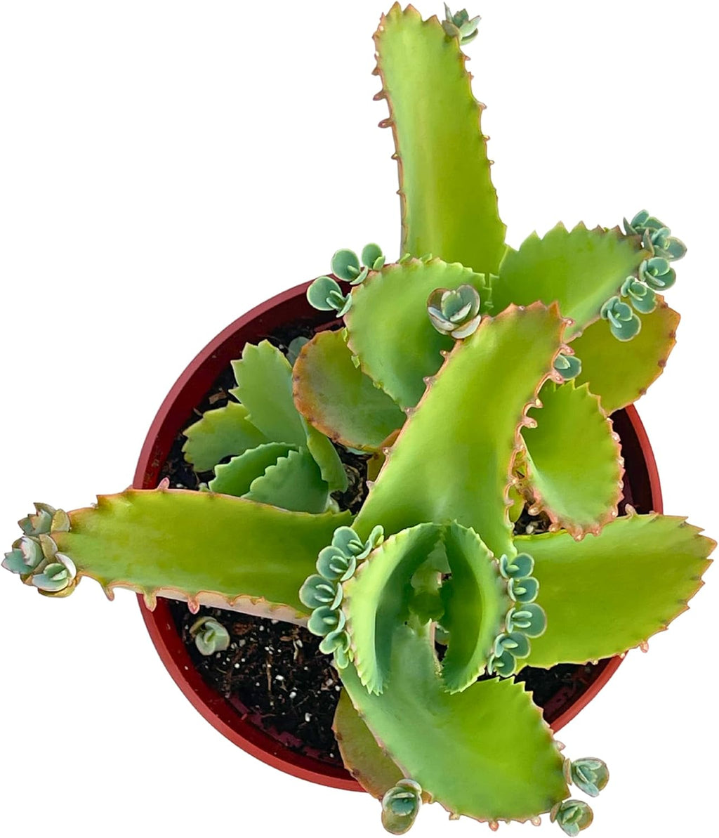 Live Succulent 4" Mother of Thousands, Succulents Plants Live Fully Rooted House Plant for Home Office Decoration, DIY Projects by The Succulent Cult