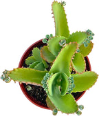 Live Succulent 4" Mother of Thousands, Succulents Plants Live Fully Rooted House Plant for Home Office Decoration, DIY Projects by The Succulent Cult