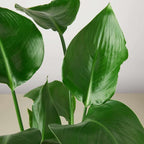 White Bird of Paradise Strelitzia Nicolai Live Plant for Indoor | Different Houseplants in 4'' & 6'' Pot | Real House Plant for Living Room, Office & Desk | Strelitzia Nicolai