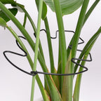 5PCS Black Monstera Plant Stem Support 9x7.6in - Adjustable & Durable Indoor Plant Stake for Cactus and Climbing Plants - Ideal Leaf Support for Gardening & Home Decor