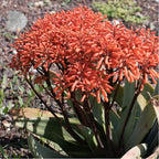 Coral Aloe Plants (Aloe striata) - Live Succulent with Striking Pink Edges and Smooth, Flat Leaves for Indoor/Outdoor Gardening (2 Coral Aloe Cups)