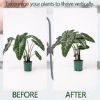 Monstera Plant Support Hook - 4.1x4.1IN 5PCS, Durable Adjustable Stem Support System, Gentle Protection for Monstera and Fishbone Cactus, Professional Indoor Plant Stabilizer