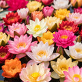 300pcs Lotus Seeds for Planting - 15 Unique Varieties Bonsai Bowl Lotus Seeds, Includes Detailed Planting Guide, Perfect for Ponds, Water Gardens & Gifts, High Germination, Easy to Grow