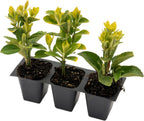 3 Golden Euonymus Shrubs | Live Plants in 2.5-inch Nursery Cubes | Japonica ‘Aureo-Marginatus’ Variety | Easy-Care Evergreen | Variegated Yellow-Green Foliage | Hedges & Shrubs for Home & Garden