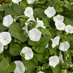 Outsidepride Ipomoea Alba Moonflower Seeds – 1 lb. Annual, Vining Flower Seeds for Planting, Fragrant Night-Blooming Climbers for Trellises, Moon Gardens, Night Pollinators & Outdoor Landscapes