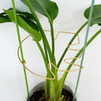5PCS 11 * 9.4 Inch Monstera Plant Support Stem - Premium Adjustable Leaf Holder & Fishbone Cactus Stake, Durable Gardening Tool for Climbing Plants, Easy Installation & Enhanced Stability