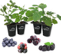 Berry Variety Pack - 4 Live Starter Plants - A Selection of Blueberry, BlackBerry, and Raspberry Varieties for Your Edible Garden