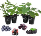 Berry Variety Pack - 4 Live Starter Plants - A Selection of Blueberry, BlackBerry, and Raspberry Varieties for Your Edible Garden