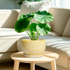 SQOWL Ceramic Flower Pots - 8 inch Plant Pot Indoor with Drainage Hole and Saucer, Modern Ceramic Planter Outdoor, Round Decorative Planter, Living Room Home Decor, Gifts for Plant Lovers, Yellow