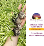 Spider Plant Variety Pack - 4 Spider Plants Live House Plants - Ocean, Hawaiian, Green, Bonnie Curly - Perfect for Home Garden & Office Decor - Ideal for Indoor Air Quality & Easy to Care