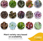 Costa Farms Succulent Plants (Pack of 3), Live Indoor Plant Mini Succulent in Cute Decor Plant Pot, Potting Soil Mix, Grower's Choice, Housewarming Gift, Room Decor, 2-Inches Tall