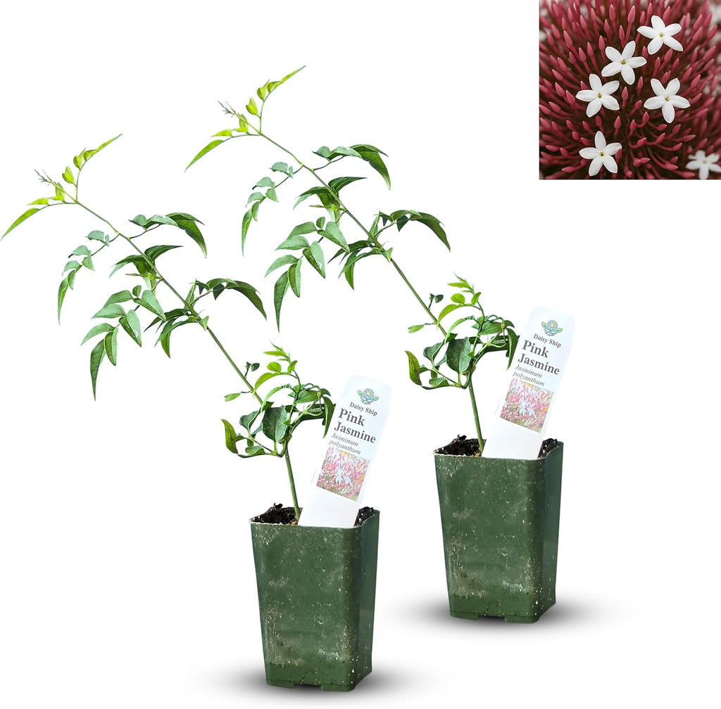 Pink Jasmine Vine - Jasminum Polyanthum - Fragrant & Blooming, Perfect for Indoor/Outdoor Decor (2 Pink jas Cups)