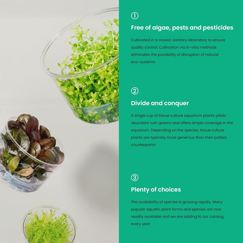 Ultum Nature Systems Live Tissue Culture - Purple Bacopa (Bacopa salzmannii) - Moderate - Moderate to High Light - Purple and Violet Accent - Midground - 100% Snail Free Grown in-Vitro - Regular Cup