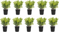 Japanese Boxwood | 10 Live 4 Inch Pots | Buxus Microphylla | Formal Evergreen Low Maintenance Hedge