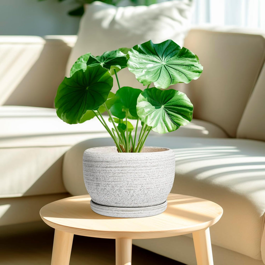 SQOWL Ceramic Plant Pots - 8 inch Planter for Indoor Plants, Round Flower Pot with Drainage Hole and Plant Saucer, Modern Decorative Ceramic Planter Outdoor, Home Room Decor, Garden Gifts, Gray