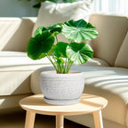 SQOWL Ceramic Plant Pots - 8 inch Planter for Indoor Plants, Round Flower Pot with Drainage Hole and Plant Saucer, Modern Decorative Ceramic Planter Outdoor, Home Room Decor, Garden Gifts, Gray