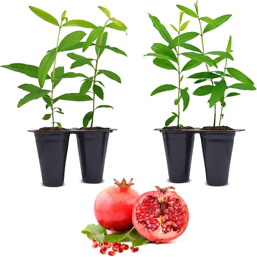 Pomegranate Salavatski Live for Sale (4 Pack) | Easy to Grow Plants | Edible Fruit Plant for Sustainable Living | Grow Your own Food on Your Edible Organic Garden| Live for Planting| 2 inch Pot
