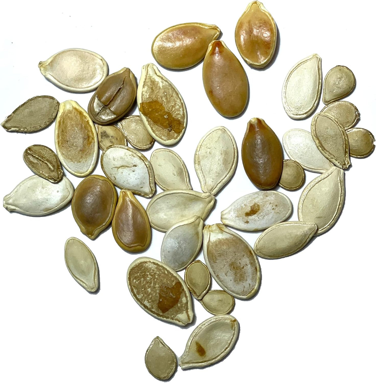 Seed Needs Spooky Blend Pumpkin Seeds - 30 Heirloom Seeds for Planting (Lumina White, Jack O Lantern, Baby Boo, Blue Jarrahdale, Cinderella & More!) Non-GMO & Untreated (1 Small Pack)