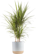 Costa Farms Dracaena Marginata Magenta Madagascar Dragon Tree, Live Indoor Plant, Easy to Grow Houseplant Potted in Decor Planter Pot, Living Room Home and Office Decor, 3-4 Feet Tall