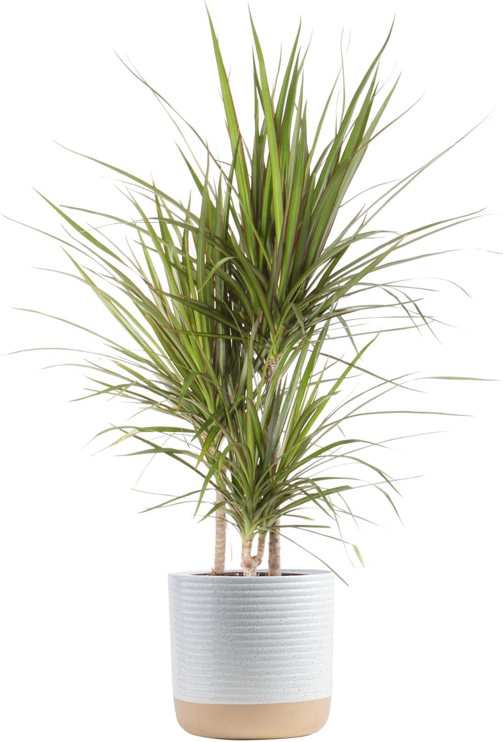 Costa Farms Dracaena Marginata Magenta Madagascar Dragon Tree, Live Indoor Plant, Easy to Grow Houseplant Potted in Decor Planter Pot, Living Room Home and Office Decor, 3-4 Feet Tall
